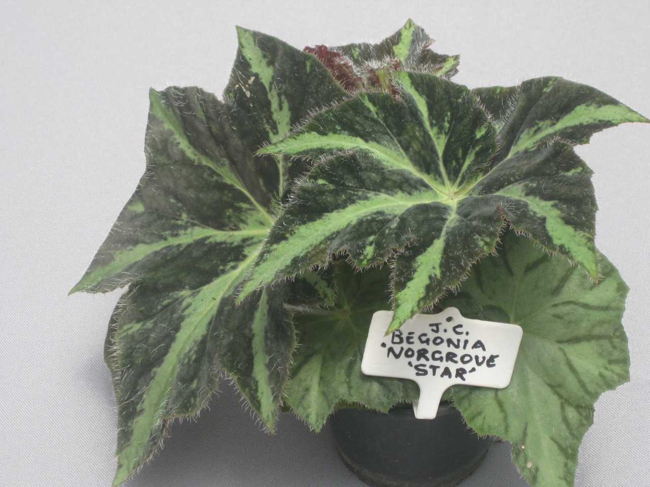B. ‘Norgrove Star’